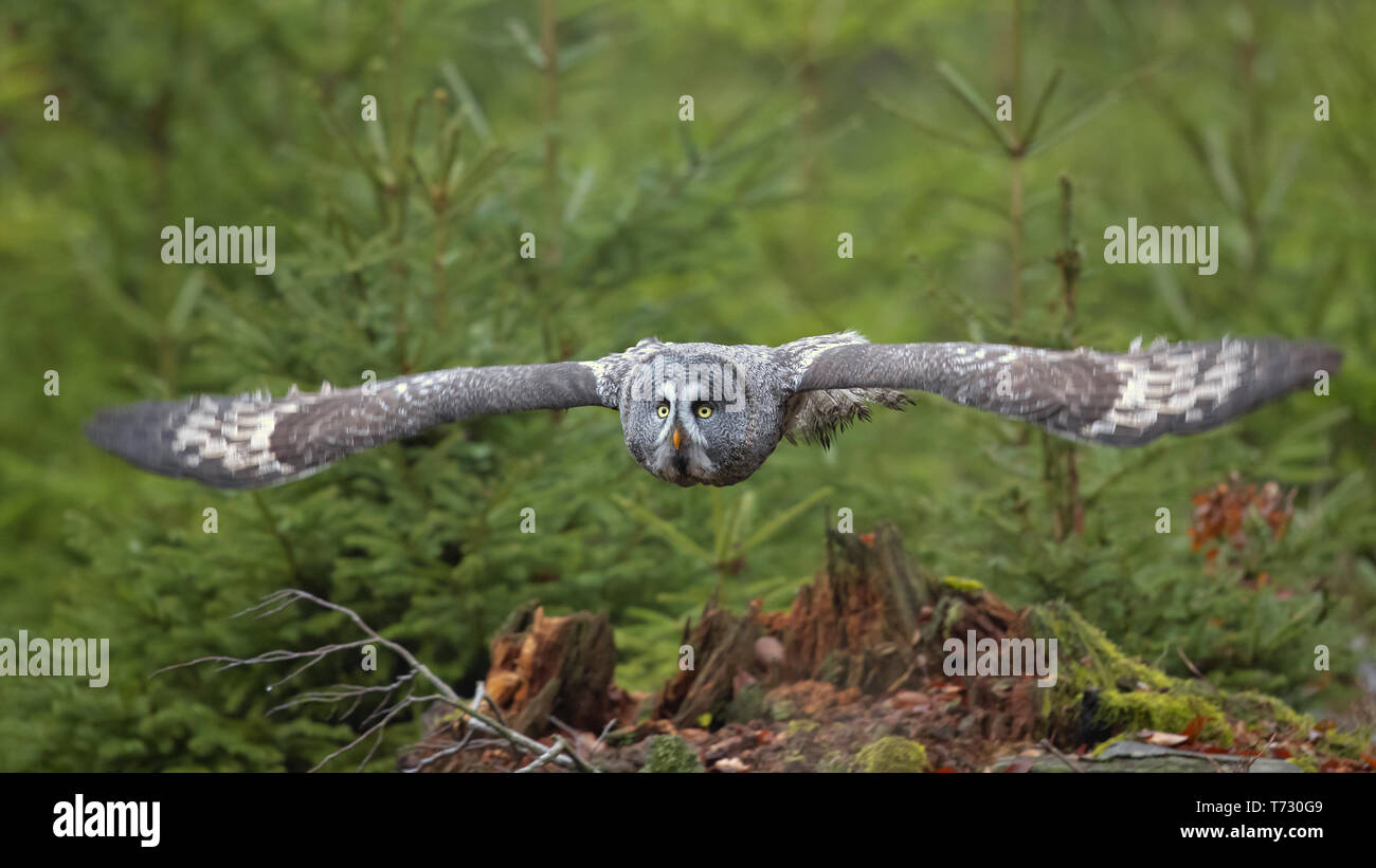 Worlds largest species of owl hi-res stock photography and images - Alamy