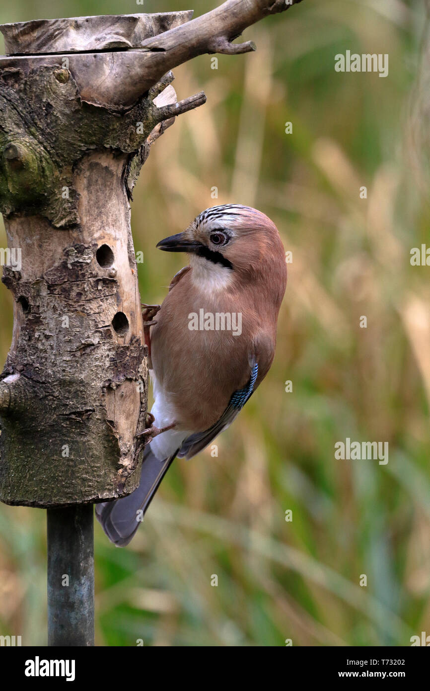 Jay, Garrulus glandarius on a log bird feeder, YWT Adel Dam, Leeds, West Yorkshire, England, UK. Stock Photo