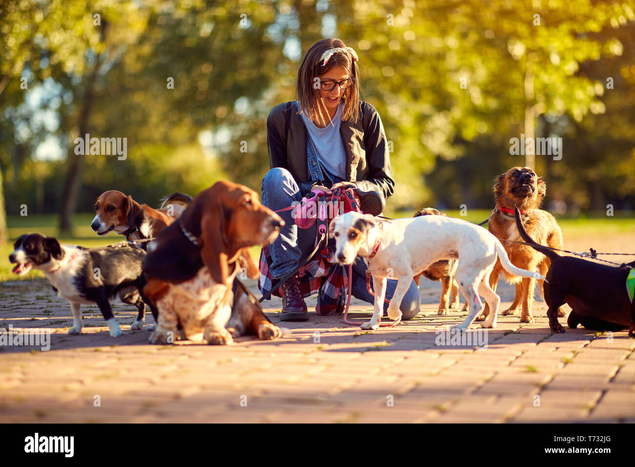Happy group of dogs with woman dog walker enjoying in walk outdoors ...