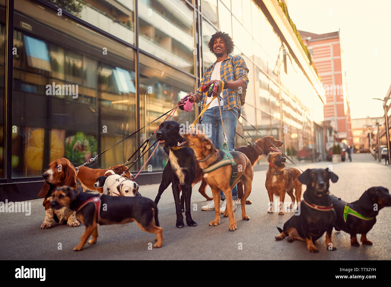 creëren Vrijlating dutje professional dog walker man in the street with lots of dogs Stock Photo -  Alamy