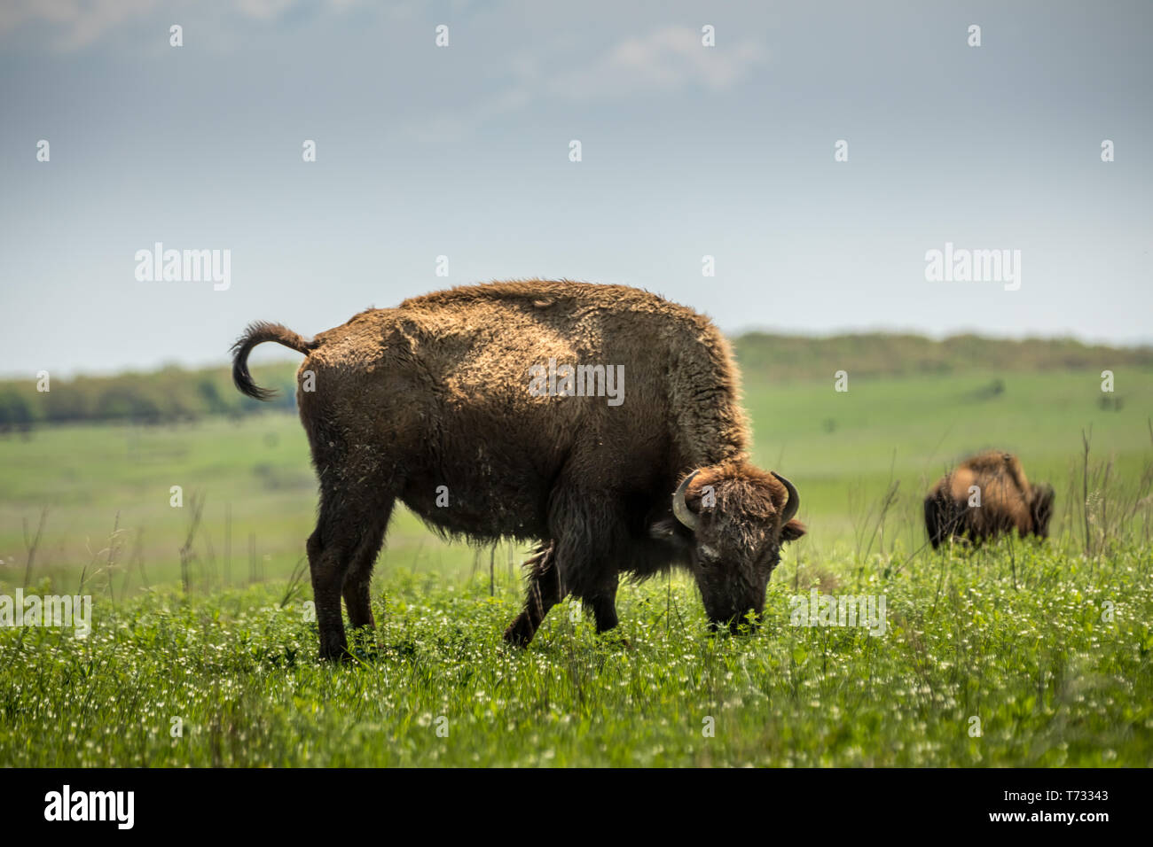 Wild bisons on the prairie Stock Photo