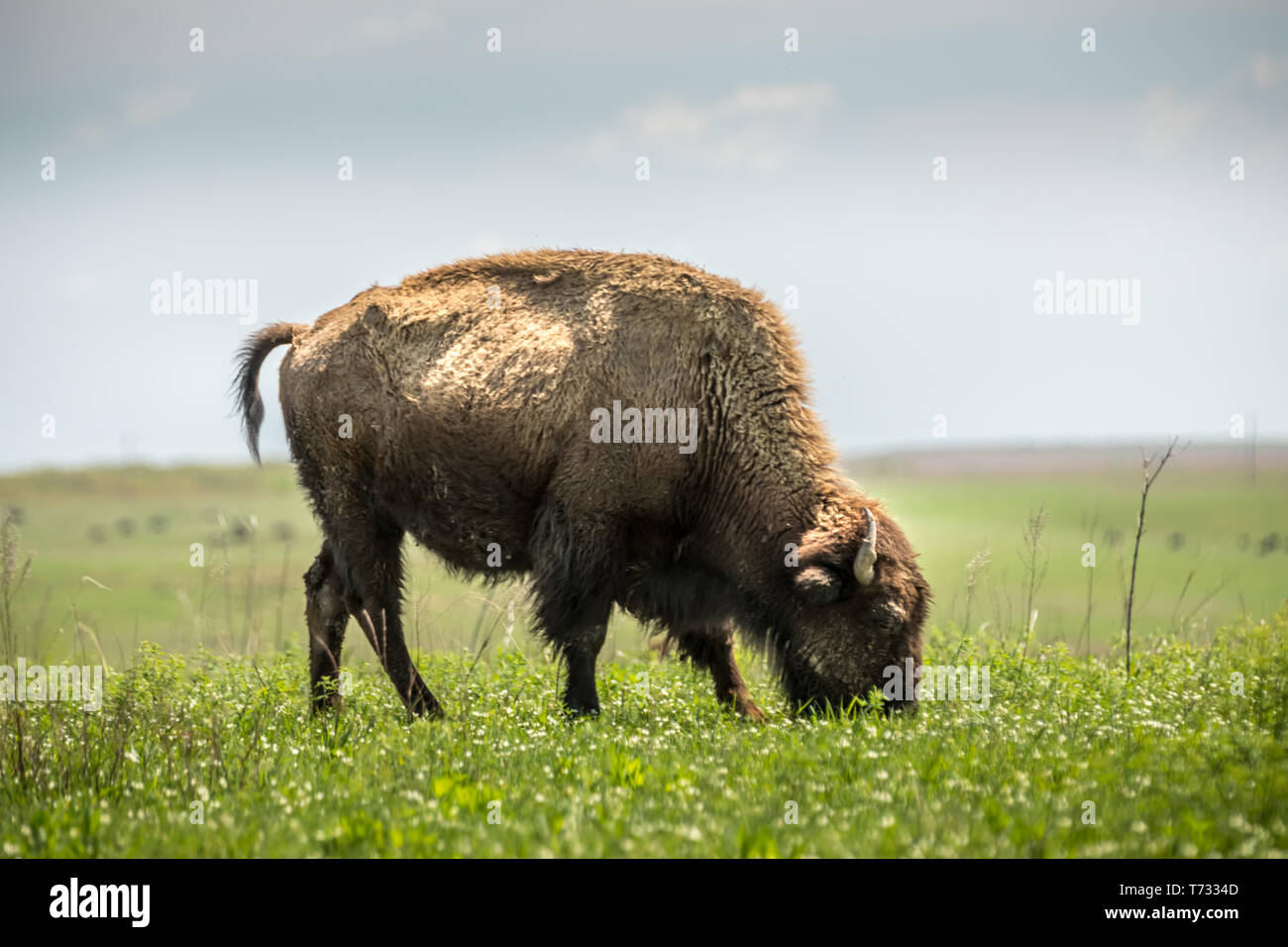Wild bisons on the prairie Stock Photo