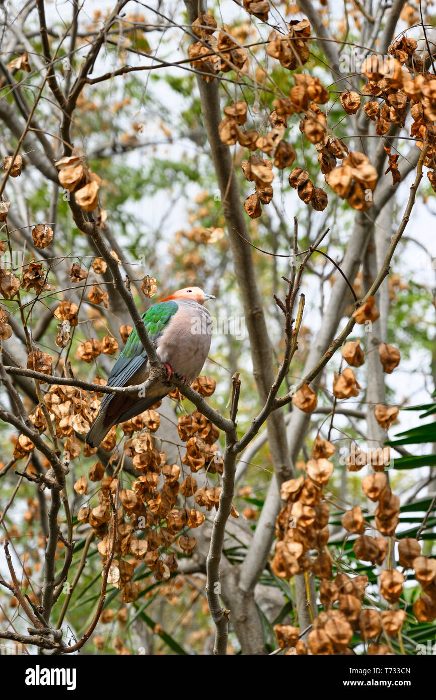 Green imperial pigeon, Ducula aenea, in a tree, looking up Stock Photo