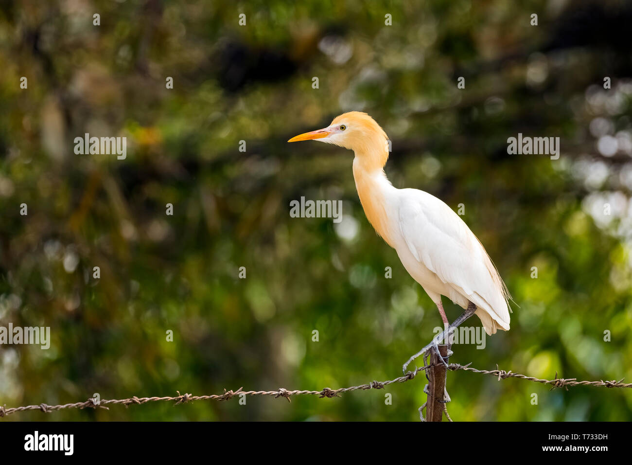 Cattle Egret Genus Bubulcus,Siting on barbed wire Lakeside Pokhara Nepal Stock Photo