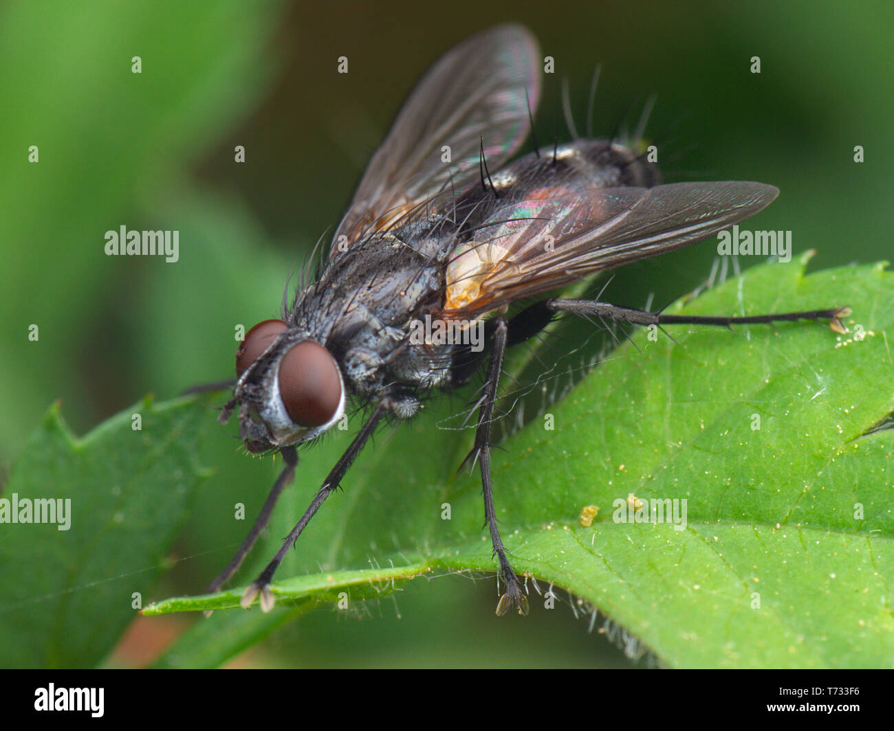 Little common fly at green leaf Stock Photo - Alamy