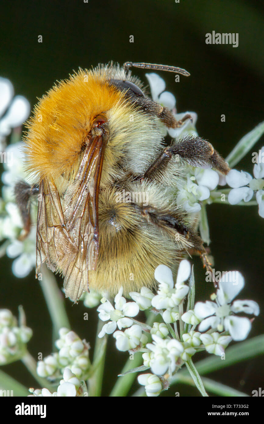 Little honey bee collecting pollen on beautiful white flowers Stock Photo -  Alamy, image size:866x1390