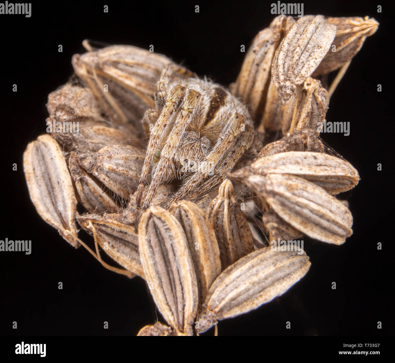 Big spider hiding with perfect camouflage in dead plants Stock Photo