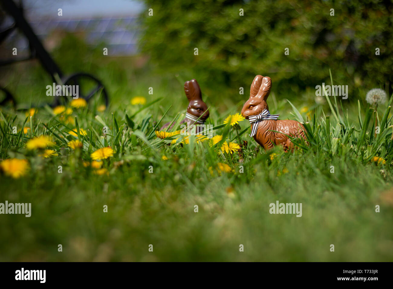 Two chocolate easter bunny hires stock photography and images Alamy