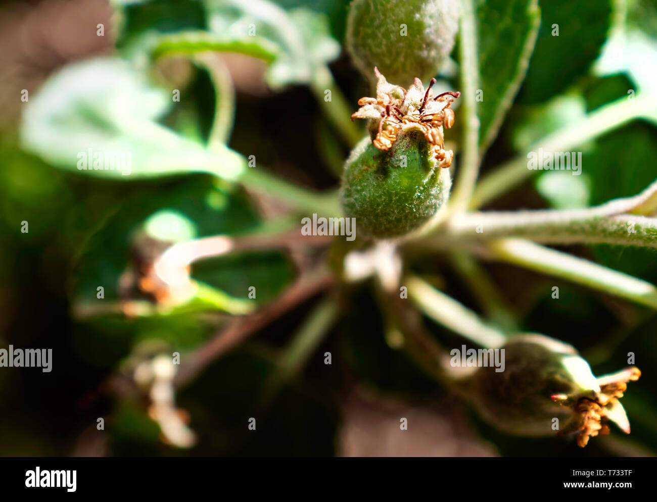 Nice macro closeup of flower bud showing trichomes, stamen, and ovaries Stock Photo