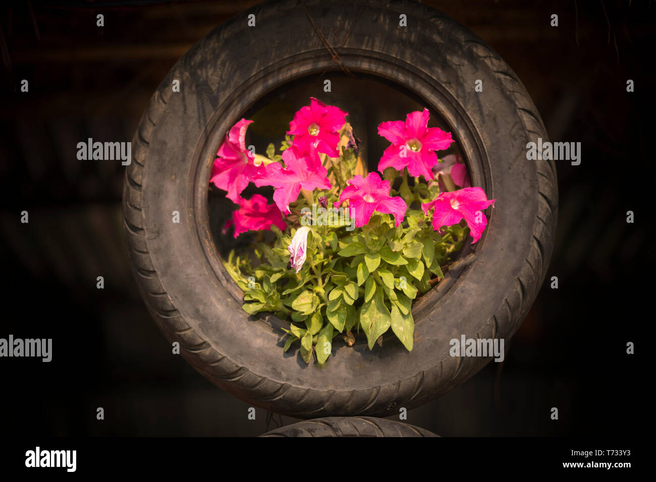 The Geranium Flower Plant Growing on the Tire. view from Lakeside Pokhara Nepal Stock Photo