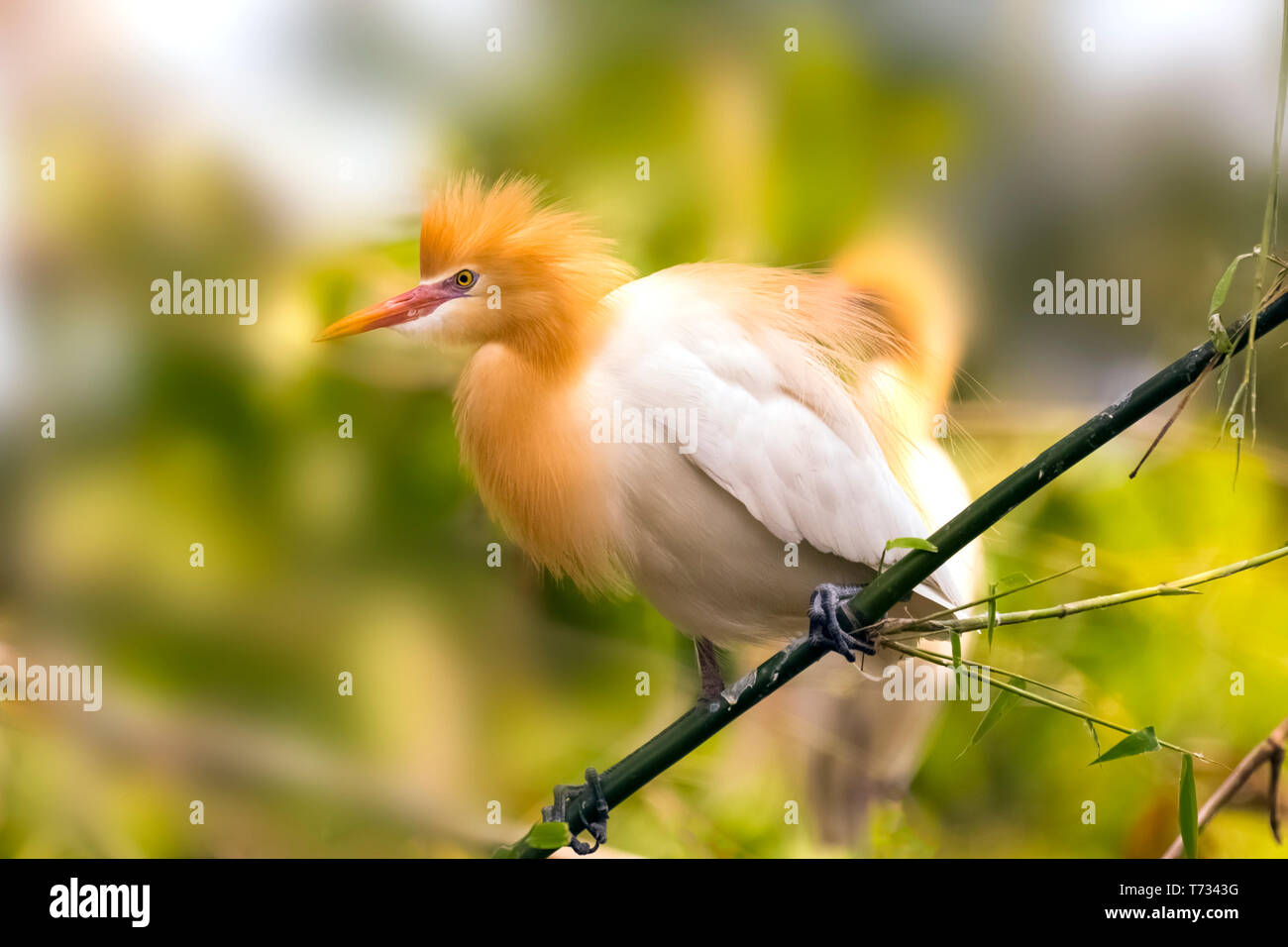 White Cattle egret is found in the bamboo trees lakeside Pokhara Nepal. more than hundred egrets birds with nests that was breeding season. Stock Photo