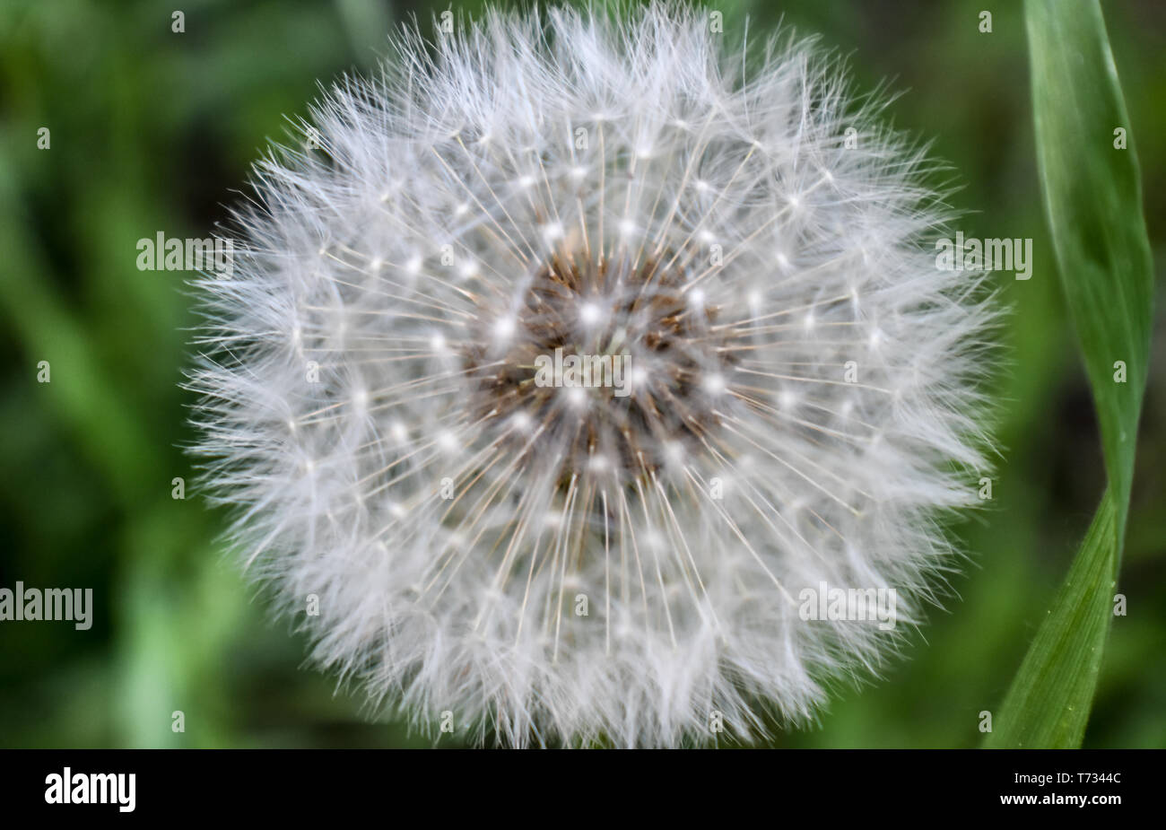 Dandelion puff hi-res stock photography and images - Alamy