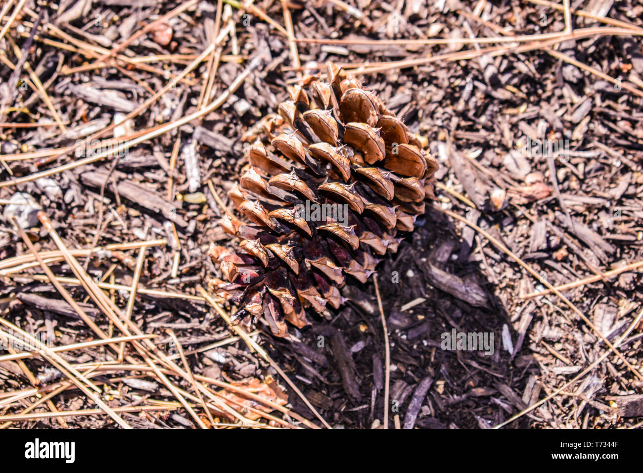 Closeup of Perfectly Shaped, Fallen Pine (Conifer) Seed Cone in a Bed of Needles Stock Photo