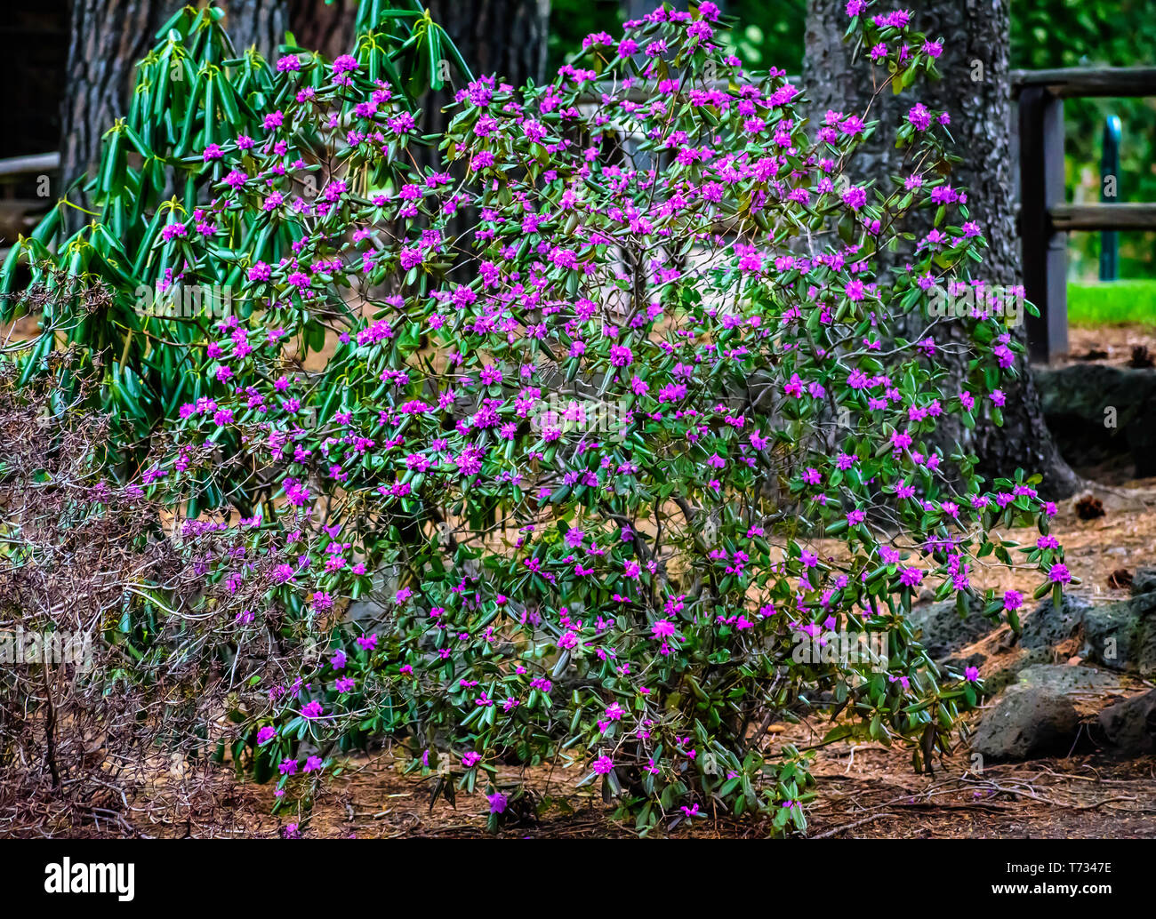 Beautiful Purple Flowering Bush in Drake Park of Bend in Central Oregon Stock Photo