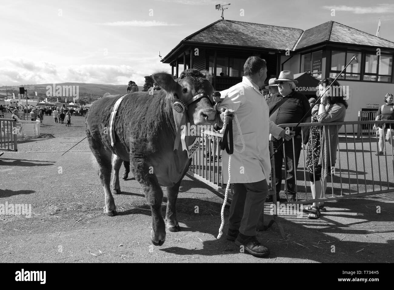 Royal Welsh Show. Stock Photo