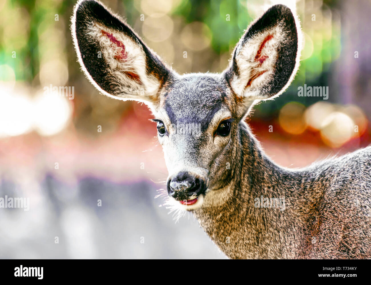 Beautiful Doe, Portrait of a Female Mule Deer (Odocoileus hemionus) smiling for the camera in warm vivid tones Stock Photo