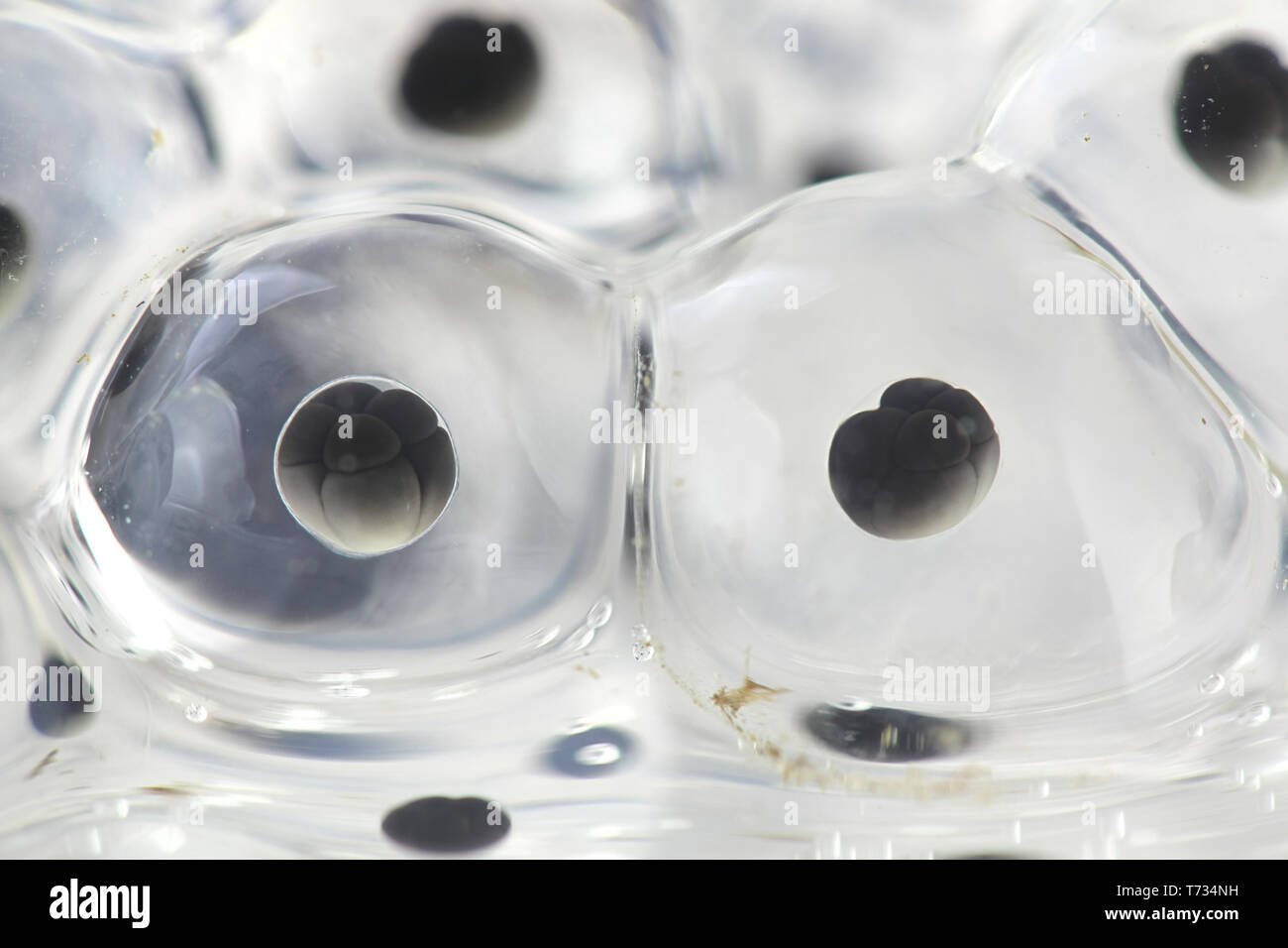 Mitosis or cell division of frog spawn Stock Photo