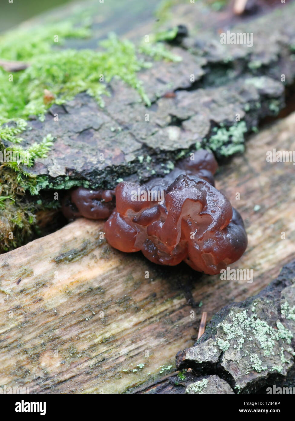 Jelly fungus, Ascotremella faginea Stock Photo