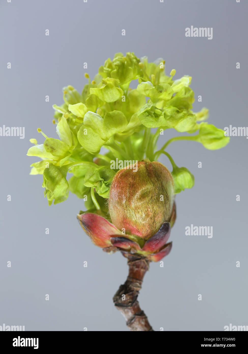 Acer platanoides, known as Norway maple Stock Photo