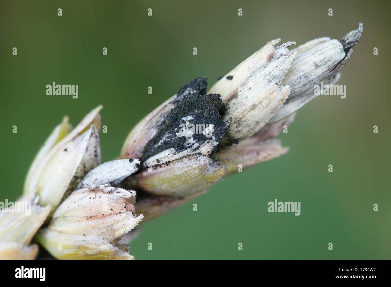 Black 'sooty' head mold or mould of wheat (Alternaria spp., Cladosporium spp.), major plant pathogen of wheat Stock Photo