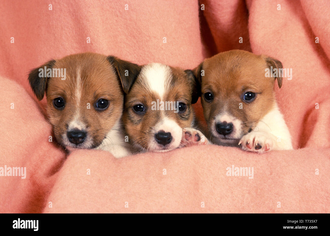 litter of jack russell puppies Stock Photo