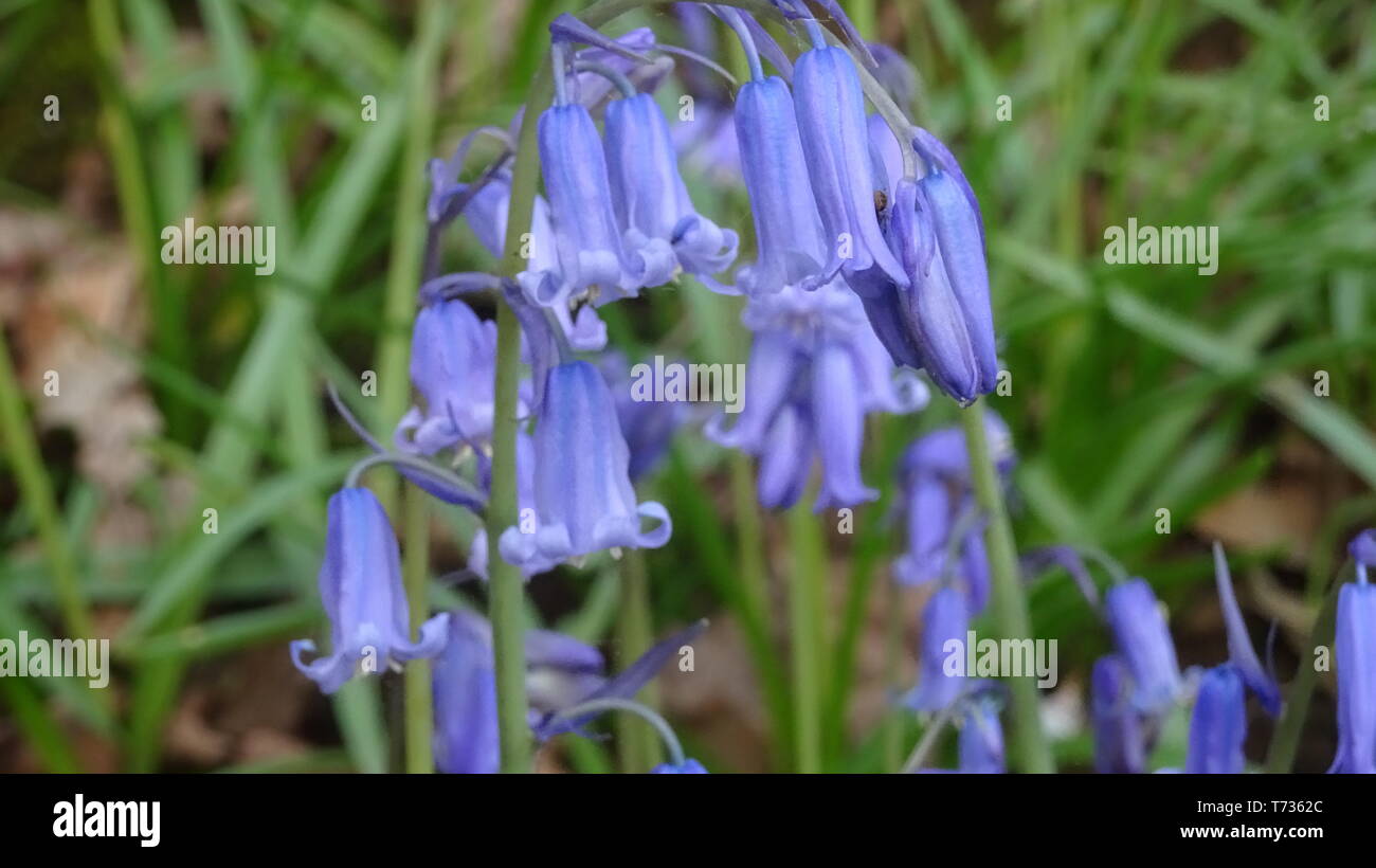 Bluebell Flowers in Bristol woods Photo taken in Bristol UK Stock