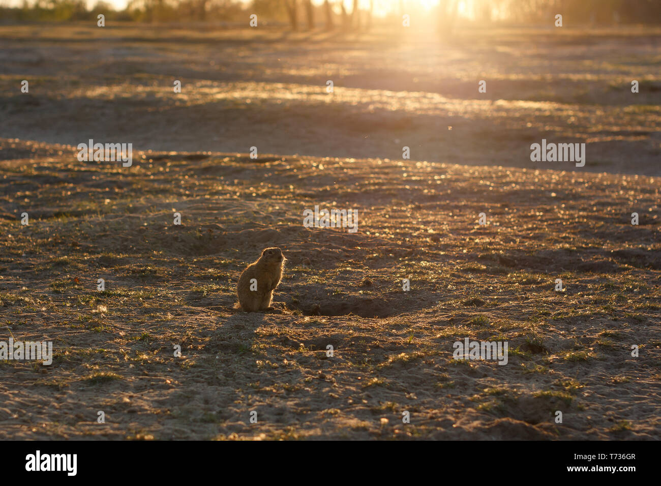 European ground squirrel standing in the field. Spermophilus citellus wildlife scene from nature. European souslik on meadow. Stock Photo