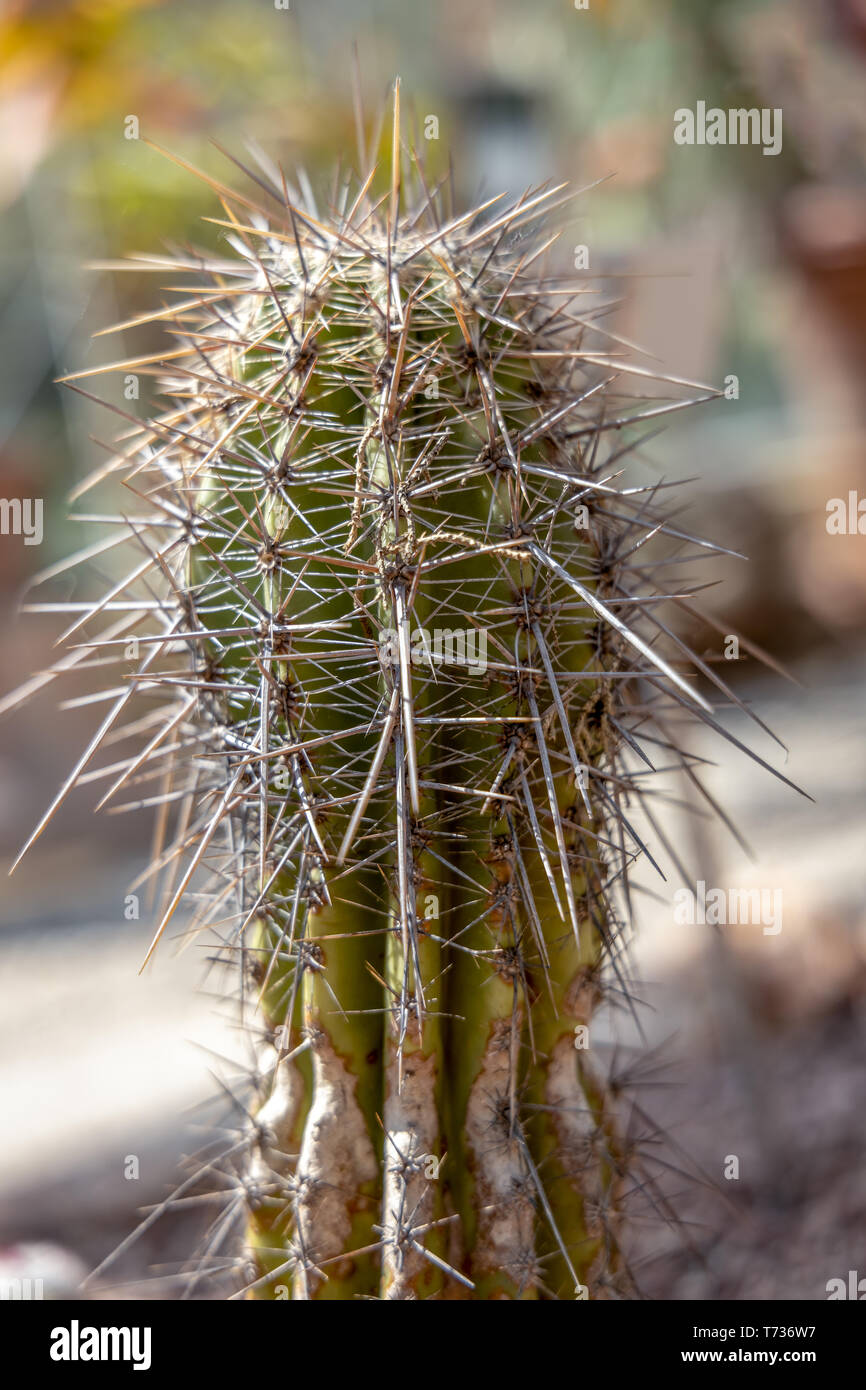 Cactus with very long spines been though hard times Stock Photo
