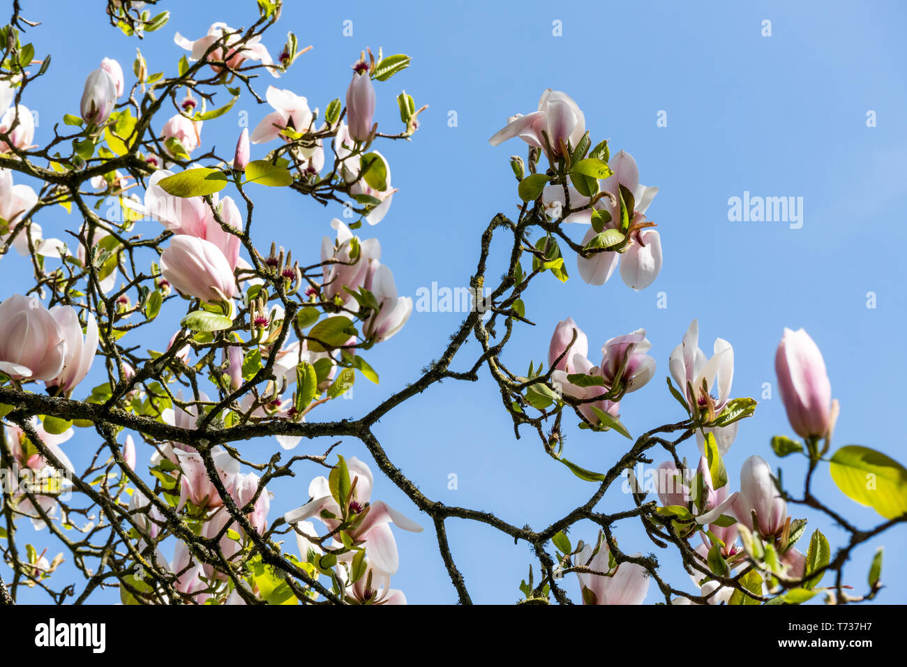 Magnolia tree wales hi-res stock photography and images - Alamy