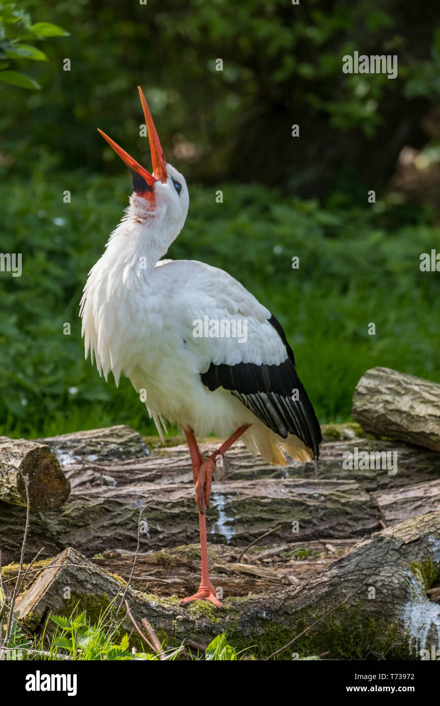 White Stork standing - facing up with beak open. Stock Photo