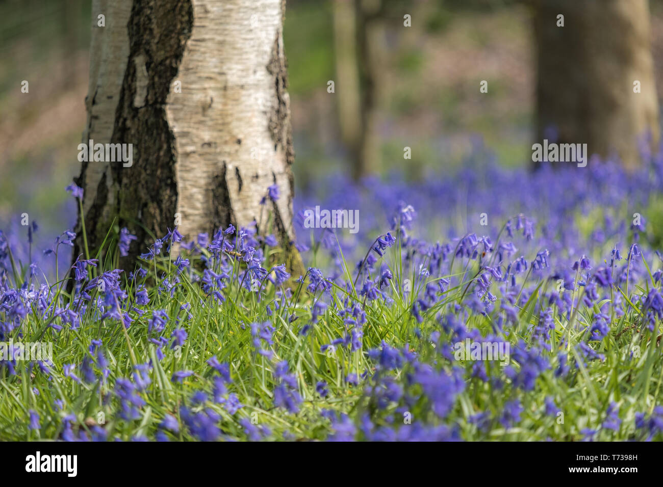 Bluebells in woods in the UK with the sun shining, low level, soft focus shot. Landscape orientation. Stock Photo