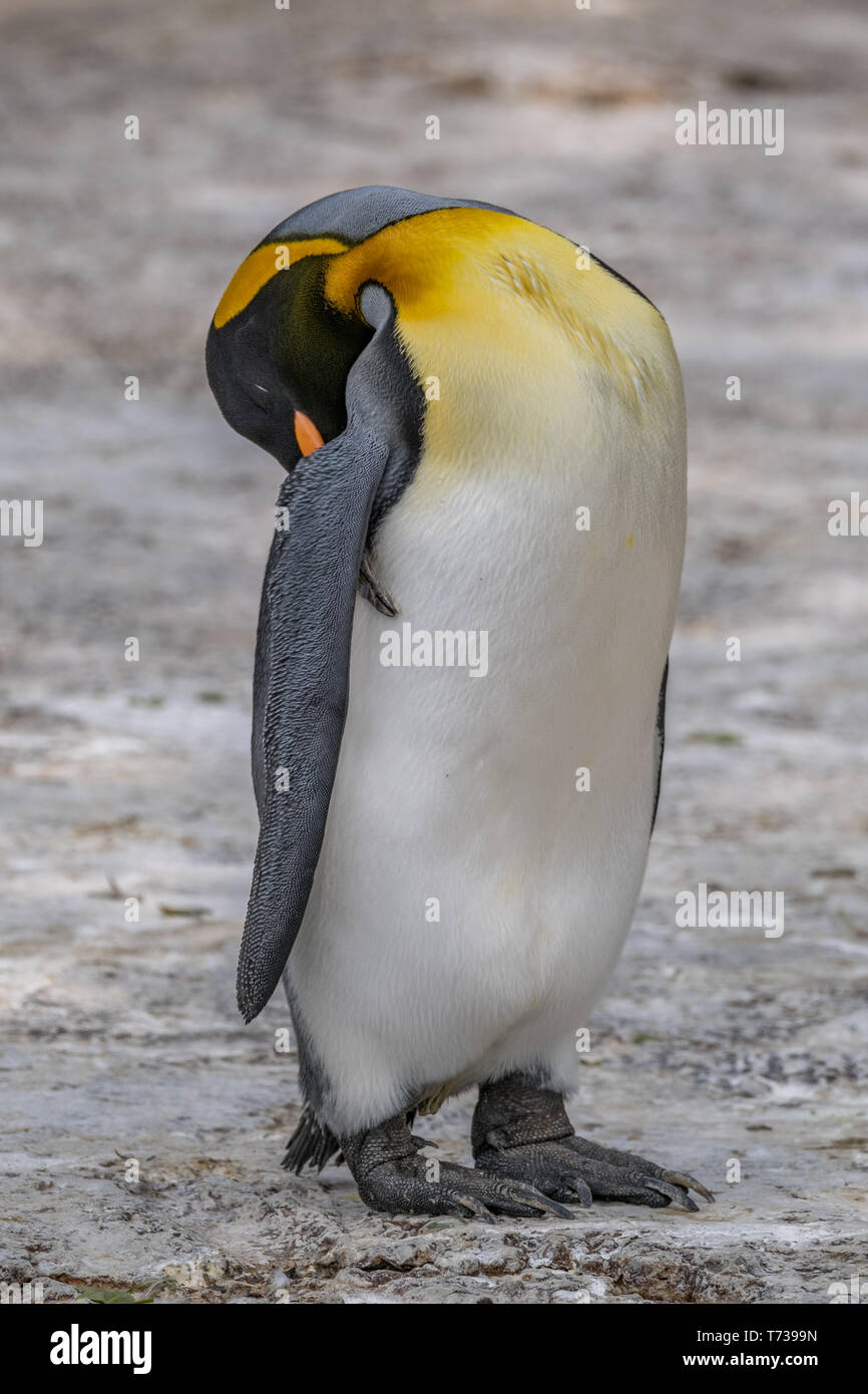 Portrait of a king penguin sleeping Stock Photo