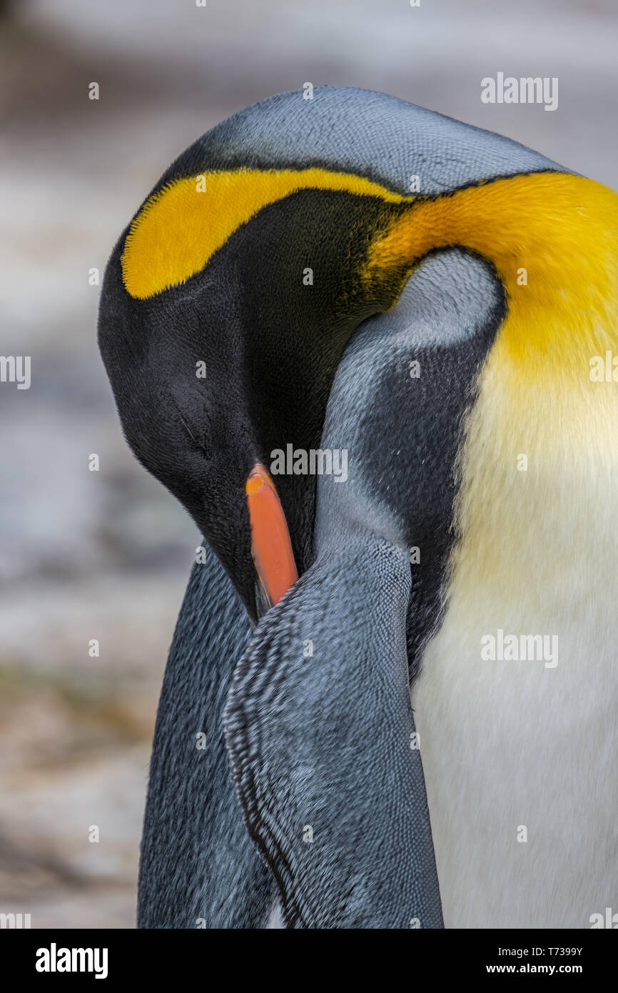 Portrait of a king penguin sleeping Stock Photo