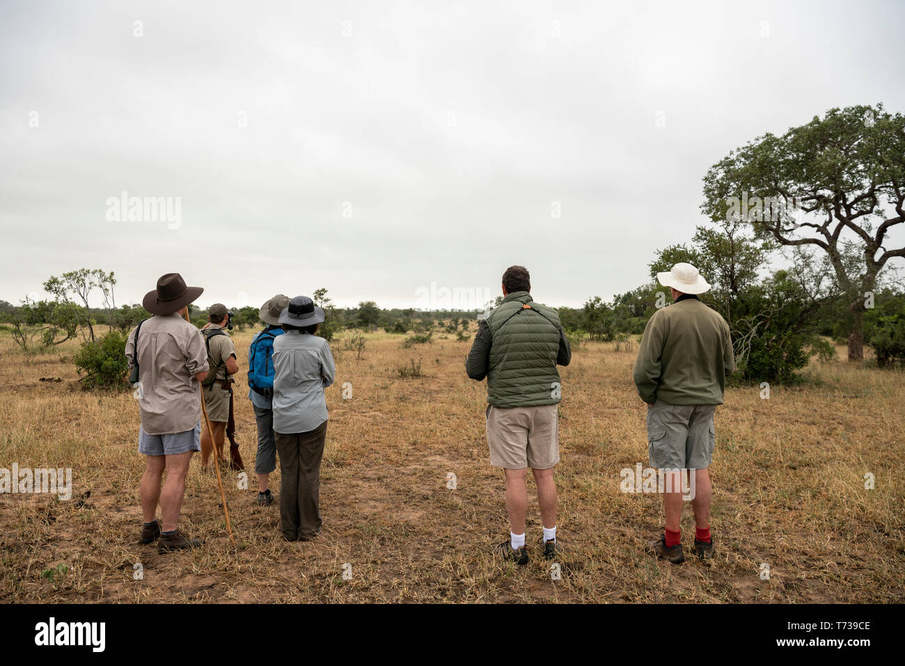 Clients enjoying a guided walk in the Timbavati Stock Photo