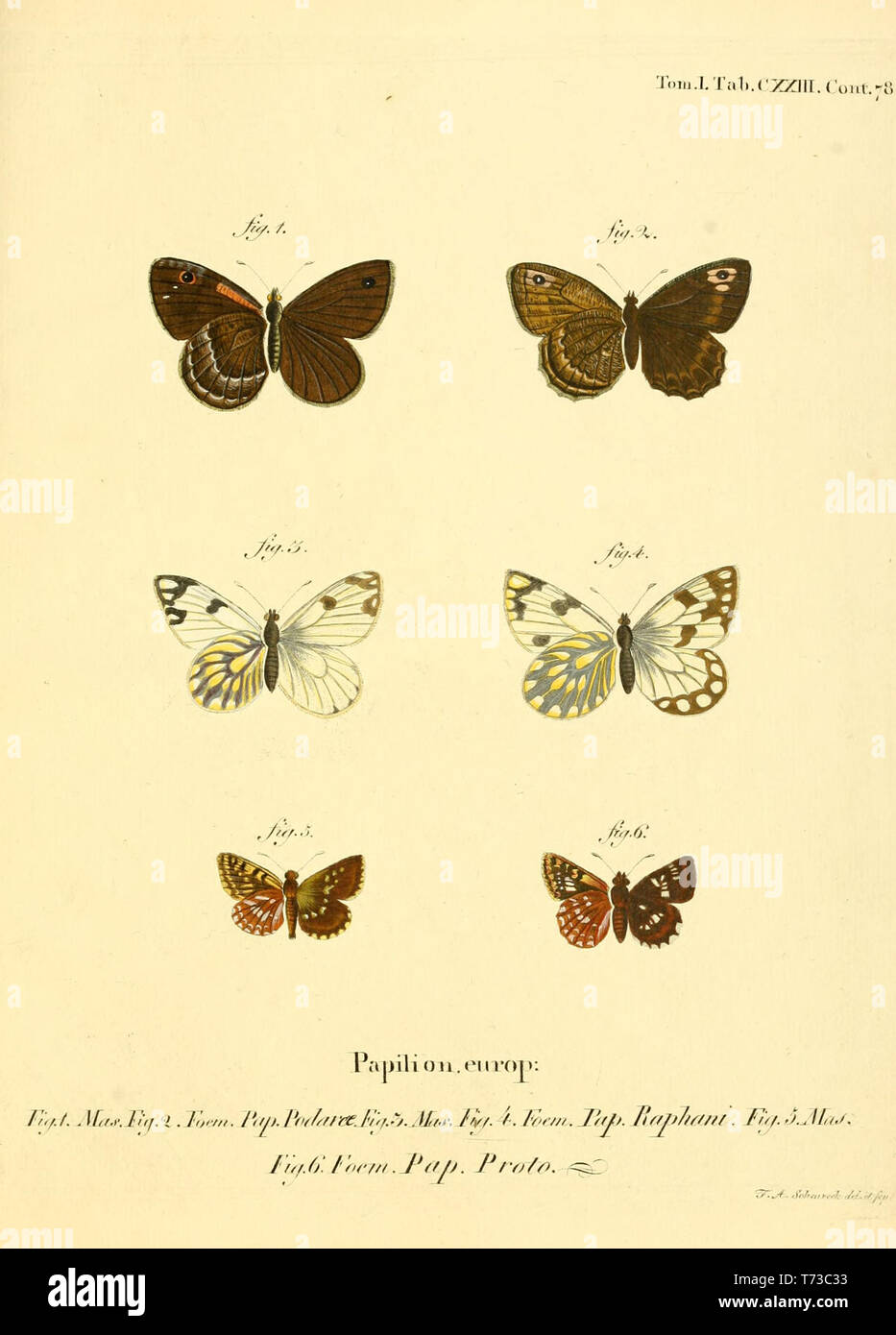 Beautiful vintage hand drawn illustrations of European butterfly from old book. Can be used as poster or decorative element for interior design. Stock Photo