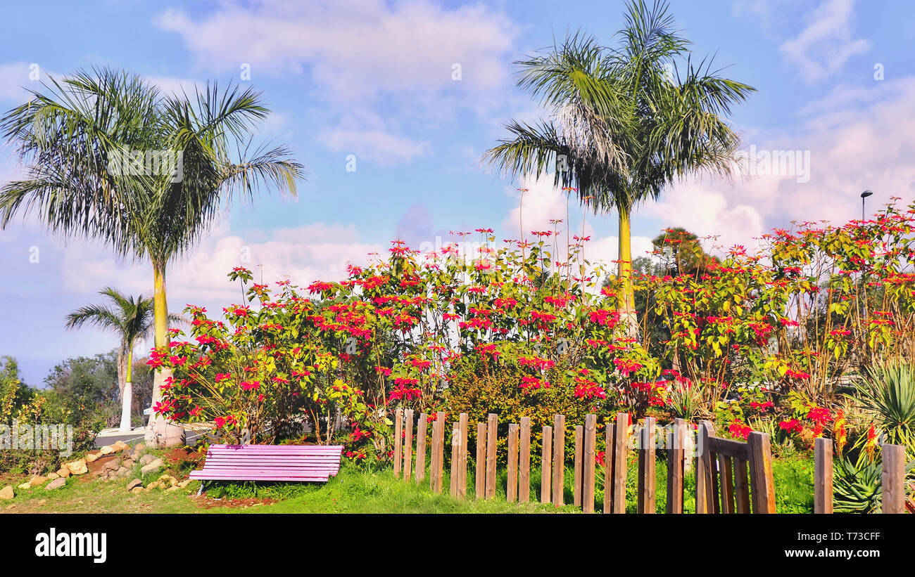 a bright pink wooden bench in the middle of a park on tenerife in the north, two tall palm trees and a large bush with poinsettia and red various flow Stock Photo