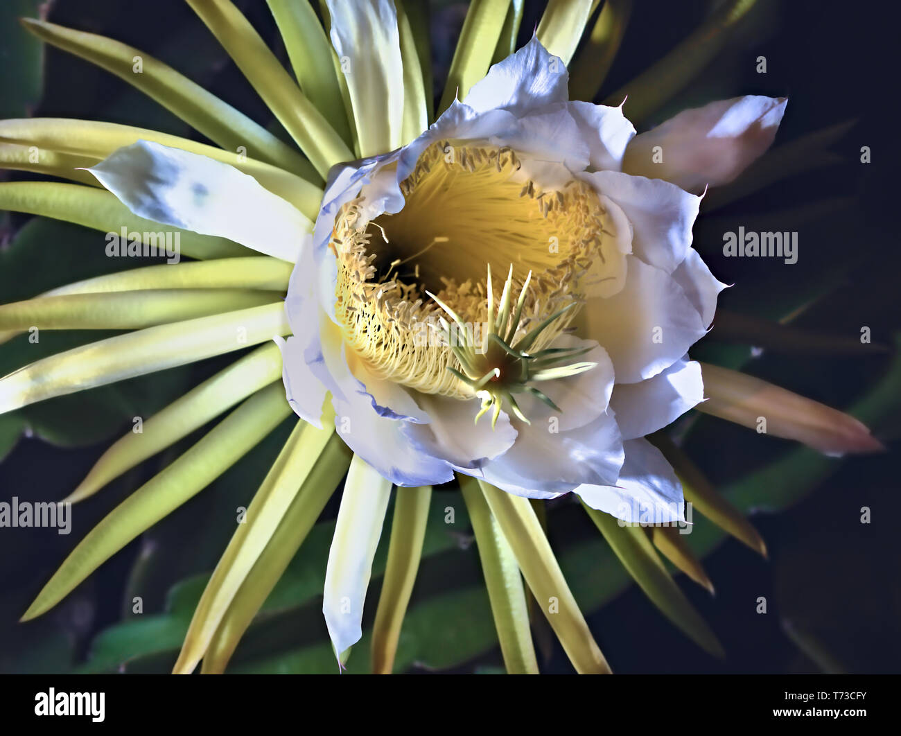 The individual flowers have only a lifespan of a few hours, the queen of the night, Harrisia Pomanensis, blooms at night, here is a large open flower Stock Photo