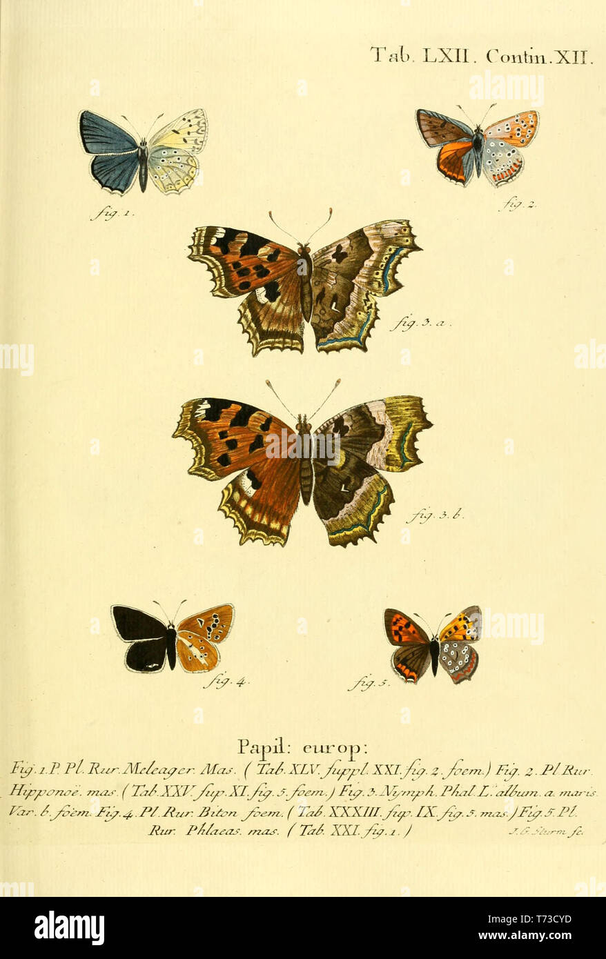 Beautiful vintage hand drawn illustrations of European butterfly from old book. Can be used as poster or decorative element for interior design. Stock Photo
