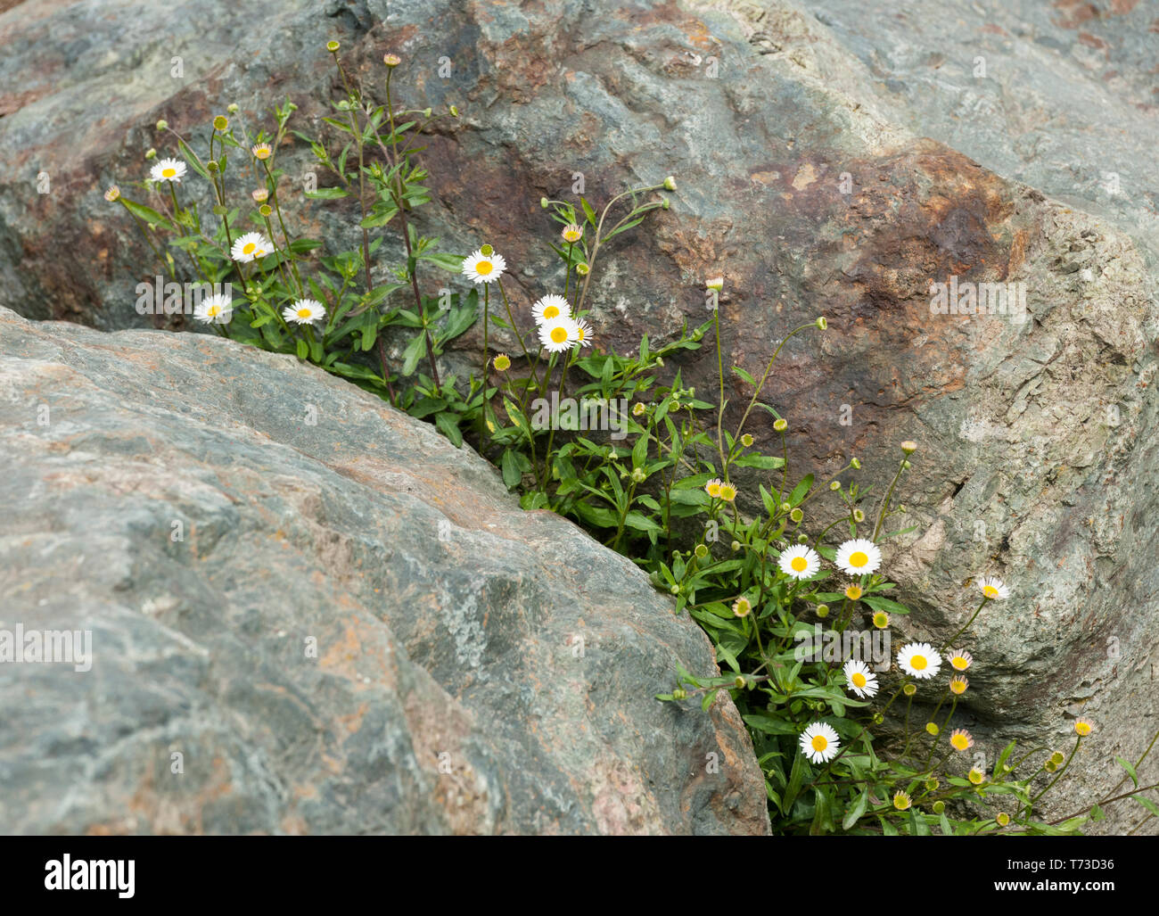 white daisies growing in a cleft in two rocks Stock Photo