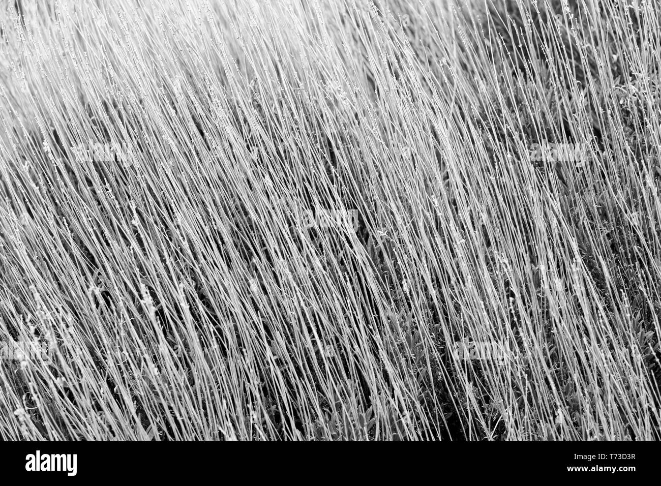 mass of dry stalks of lavender type plant, good texture Stock Photo