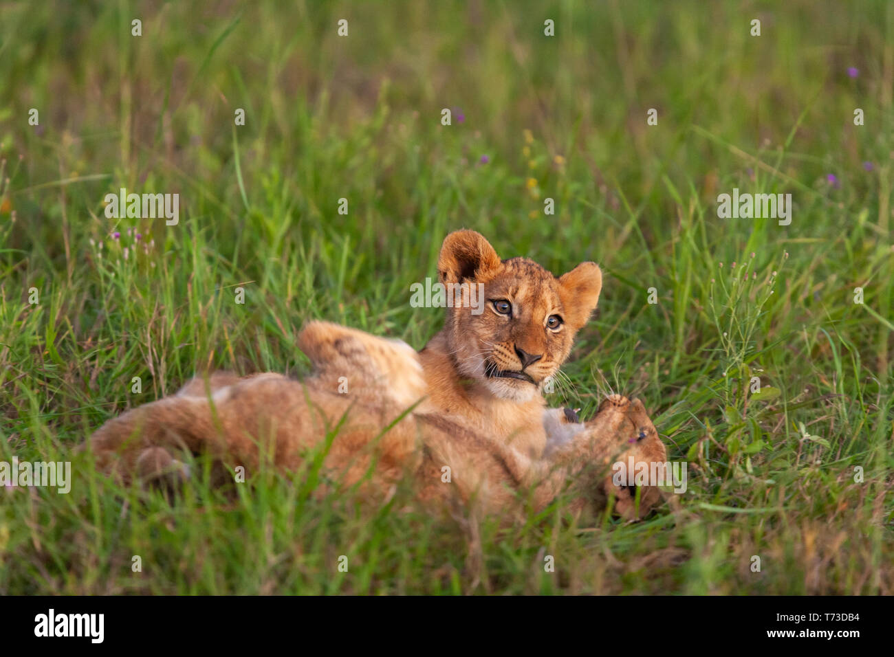 African lion cubs panthera leo hi-res stock photography and images - Alamy