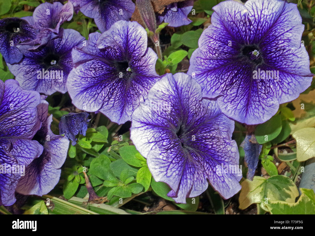 Petunia surfinia closeup Stock Photo Alamy