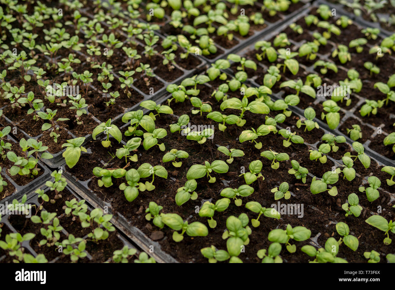 mix of seedlings of small vegetables growing inside of a greenhouse ...