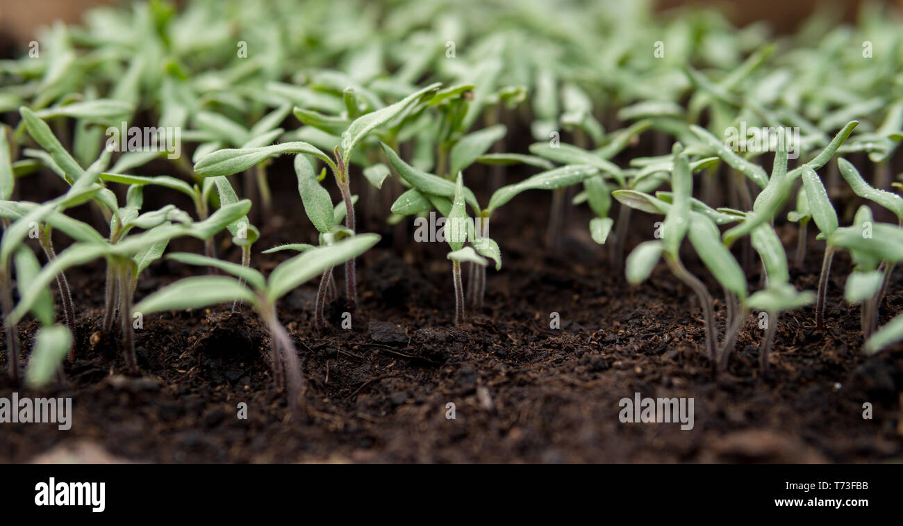 detail of small seedlings growing inside of a greenhouse during ...