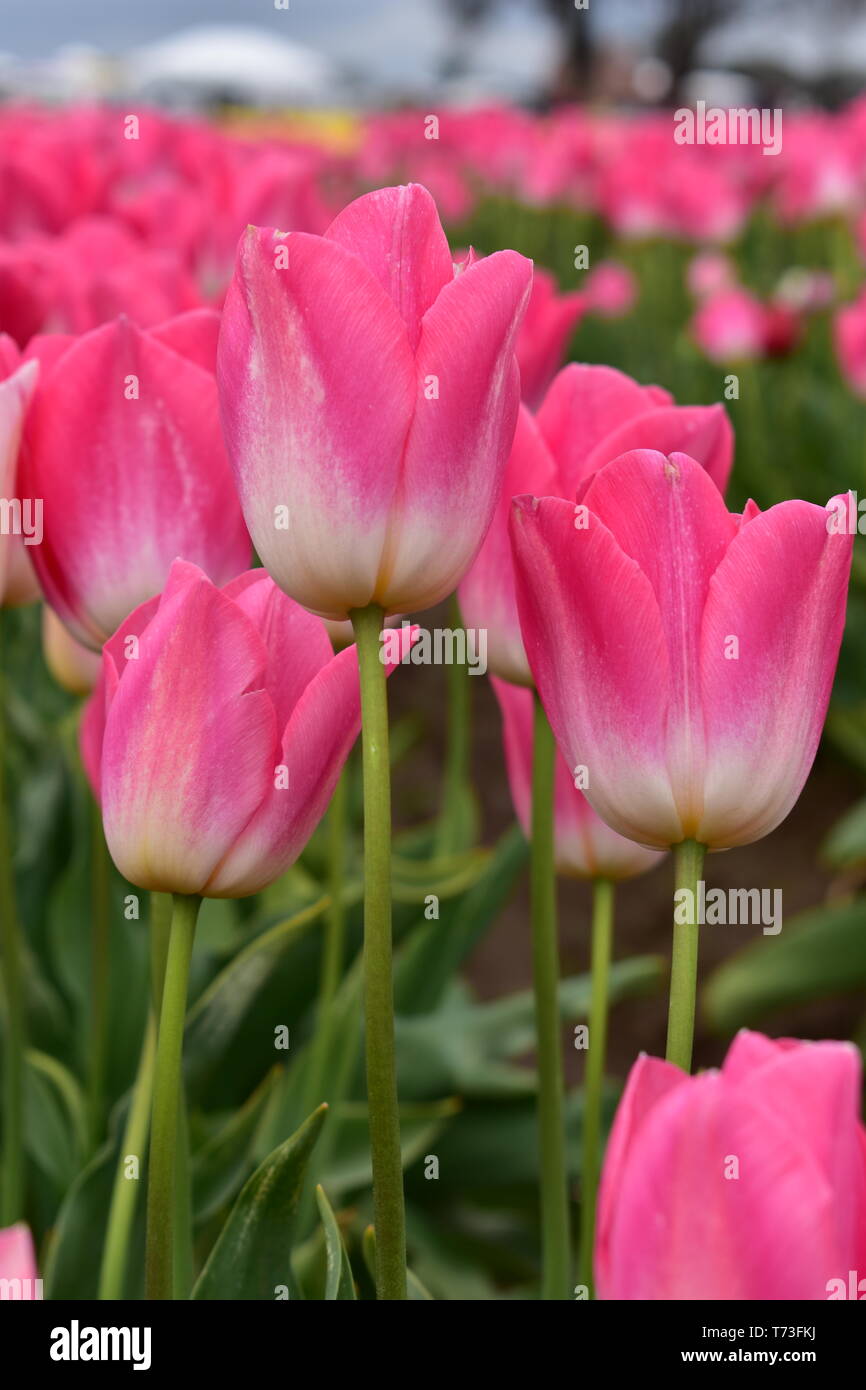 Pink Tulips at Wooden Shoe Tulip Festival in Woodburn Oregon Stock
