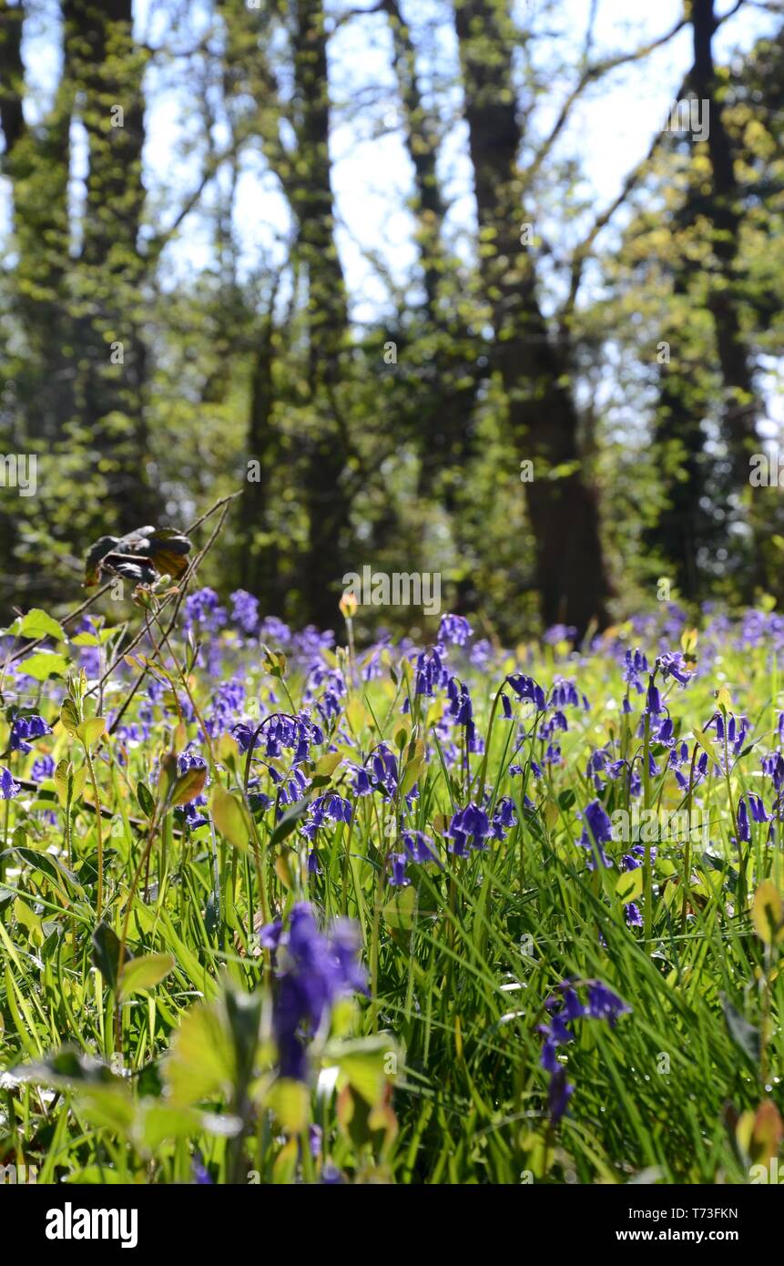 British bluebells (Hyacinthoides non-scripta) with Ash, Hazel and Oak trees in Legbourne Wood, Lincolnshire, England, UK. Stock Photo