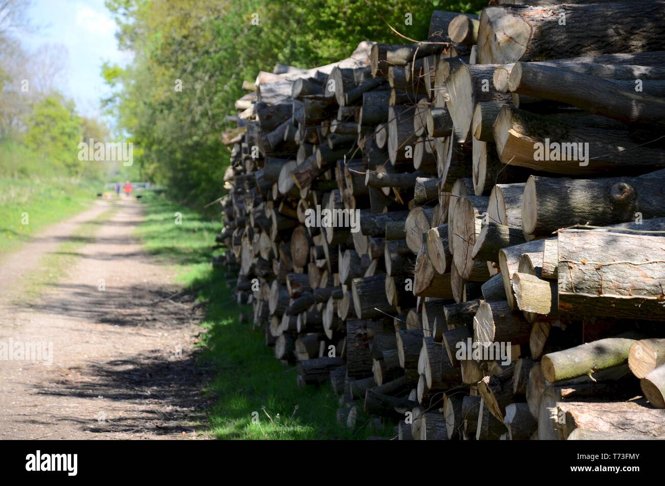 Stack of timber or lumber by path in Legbourne Wood, one of the largest ...