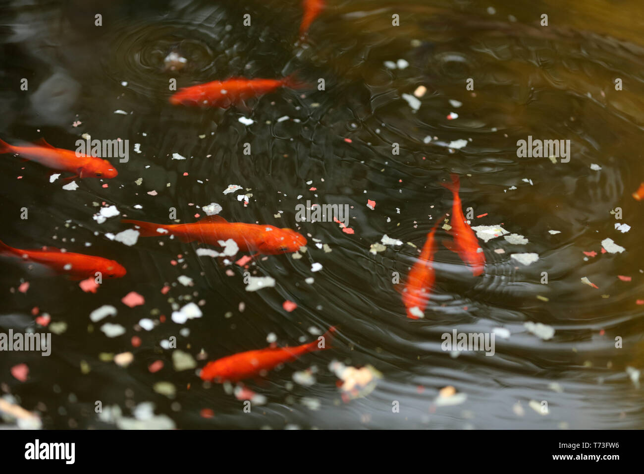 Swimming goldfish in a pond Stock Photo - Alamy