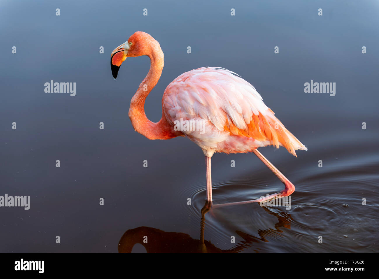 Caribean (American) flamingo in the lagoons of Puerto Villamil of Isabela Island, Galapagos. Stock Photo