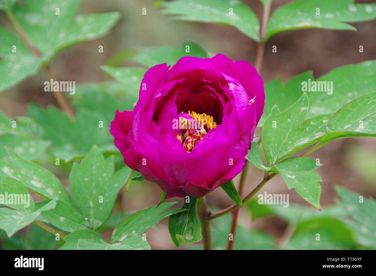 Beautiful blooming peony with leaves. Spring season in the garden. Stock Photo